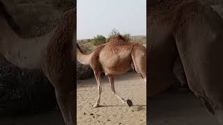 Tharparkar camel #camels