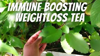 Immune Boosting Weightloss Tea | Keisha J Lewis