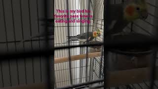 My Cockatiel Bird Eating🤣