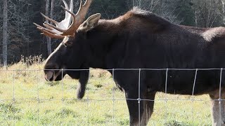 Tico the moose, Parc Omega