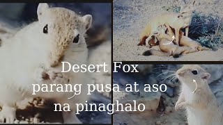 Desert Fox na mukhang pusa at aso.Kung maliit pa mukhang daga.#animals #desert #fox