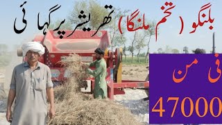 Harvest Basil Seed Crop by Thresher|Belango(تخم ملنگا)|Yield per acre|Best Quality Basil Seed|