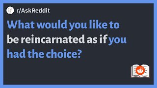 (r/AskReddit) What would you like to be reincarnated as if you had the choice?