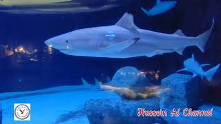 Antalya Aquarium full tour in 4K.  معرض الحيوانات البحرية في أنطاليا بالكامل و بدقة عاليه