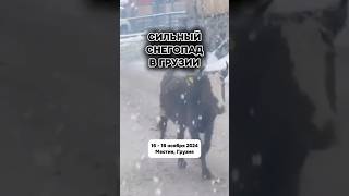 Сильный снегопад в Грузии