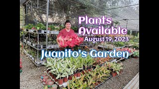 Plants Available || August 19, 2023 || Juanito's Garden ||