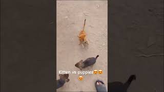 Puppies vs Kittens 😍😍.Subscribe for more🙃🙃. #dogs #trendingreels #dailyshorts #shortsfeed #cats