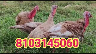 Red bourbon turkey Bird 🦃 available for sale 8103145060 MP. Bhopal or chhindwara