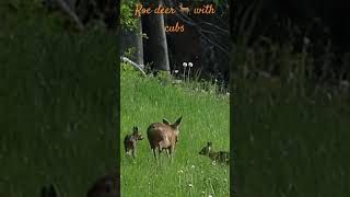 Roe deer with her cubs / Femelle chevreuil et 2 petits #wildlife #nature #suisse #chevreuil #roedeer