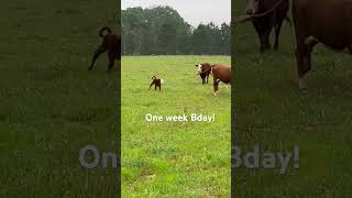 Moose is one week old today! #cow #farming #funny #animals