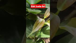 Bibit Jambu Bol #jambujamaika #jambuair #shorts #jambubol #jambu #jamaican #jamaica #short