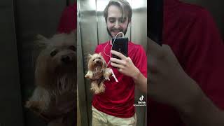 TikTok | Yorkie sneeze