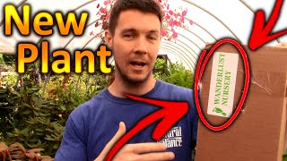 I Got a NEW PLANT in the Mail | White Pakistan Mulberry Added to the Plant Collection