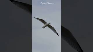 Beautiful wing span of a ring billed gull #nature #shorts