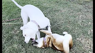 83. Dog Friends Shiba Inu and Pitbull Routine Play 07/19/2024 #shiba #pitbull