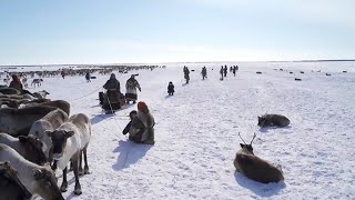 Оленеводство вчера, сегодня, завтра | Ялэмдад нумгы