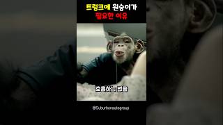 트렁크에 원숭이가 필요한 이유