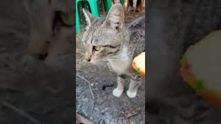 Meong meong meong#shortvidio #funny #viralvideo #kucinglucu #cute