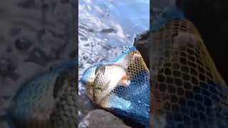 Cek koja ahir mancing.ikan Tawes sirif merah Terciduk #mancingtawes #fishing #shortvideo #shorts