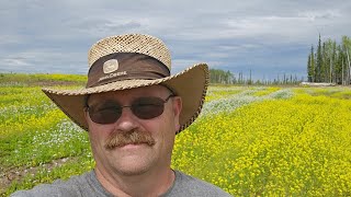 long days help the field tomato and sweet corn grow. The last frontier is a wonderful place to farm