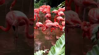 Flamingo / flamants roses