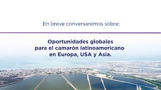 Oportunidades globales para el camarón latino en Europa, USA y Asia | Webinar Nicovita Bootcamp