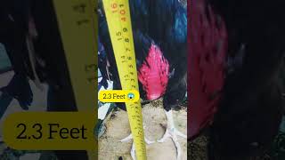 YOU NEVER SEEN 2.3 FEET #chicken #ayamhobby#trending #ayambangkokindonesia