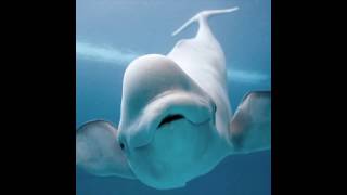 Math: CGI Beluga Whale (June 11, 2020)