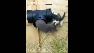 Funny cat's playtime | playful kittens #KiddiesHobbies