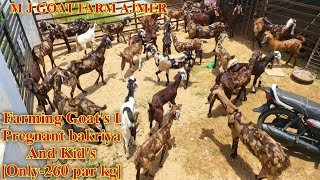 Pregnant bakriya | Farming Kid's | Only-260 par kg || एम जे बकरी फार्म अजमेर#farmingvideos #goats