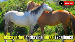 Discovering Andravida Horse Excellence Horse Breeding Horse Breed #secretanimals @secret_animals