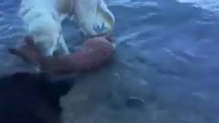 ¡Increíble! Perro salva a un ciervo a punto de ahogarse