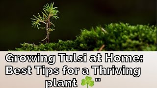 💯🤯How 😱🔥to Grow💡🔥 a Healthy Tulsi Plant at Home | Easy Tips for Beginners#youtuber