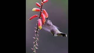 Anna’s Hummingbird. Shot on Canon R5. #hummingbird #birding #wildlife #120fps