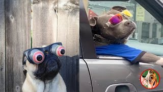 Funny Animals Video😍Cringe Compilation Dog,New Tiktok Memes