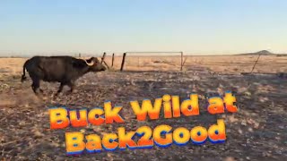 Buffalo Gone Wild at Back2Good! | Off-grid, Arizona, Buffalo