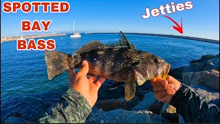 First time jetty fishing, New Personal best spotted bay bass and halibut!(Legal)