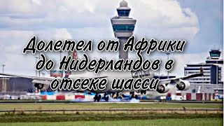 Бесстрашный «заяц». Долетел от Африки в Нидерланды в отсеке шасси.