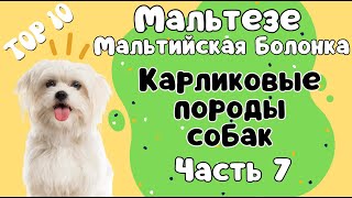 Порода МАЛЬТЕЗЕ или Мальтийская болонка! Что нужно знать о породе, прежде чем завести щенка!