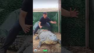 Crocodile farm 1 - riding a giant crocodile علي ظهر تمساح ضخم