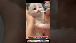 daily cutes cats funny video