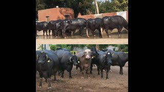 Types of Nili Ravi buffalo