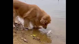 Dog saves fish. Golden retriever