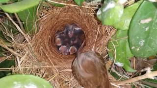 female nightingale feeding crickets her chicks