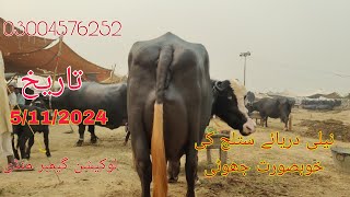 neeli daryae satluj ki top buffalo for sale Okara Animal TV 03004576252/5/11/2024/لوکیشن گیمبر منڈی