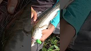 mancing toman#mancing #ikan #fishing @FebriMancing