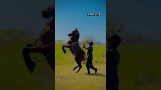 Horse whatsapp status 🐎