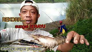 GANASNYA...!!!!TARIKAN CAPIT "SUPER" PANJANG//udang galah super.......