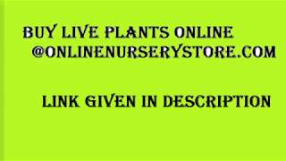 BUY LIVE PLANTS ONLINE @WWW.ONLINENURSERYSTORE.COM