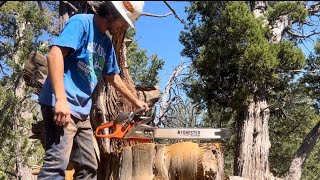 Echo cs 590/620 big stump removal